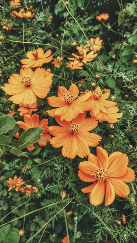 Πορτοκαλί λουλούδια online παζλ