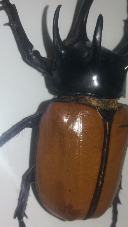 Кафяв гигантски бръмбар. онлайн пъзел