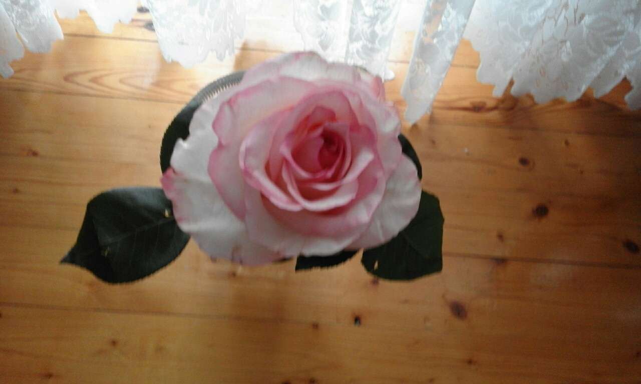 Рожева троянда пазл онлайн