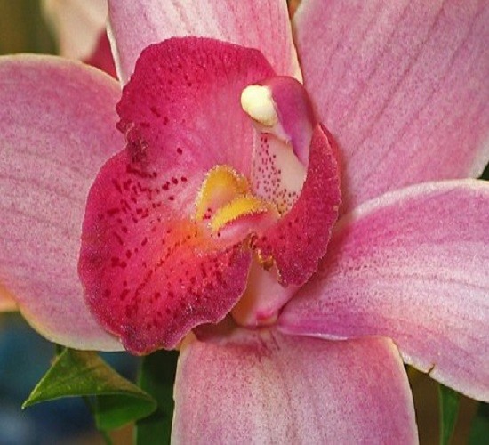 Un'orchidea puzzle online