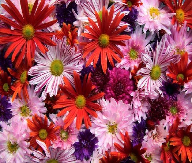 Autumn asters. jigsaw puzzle online