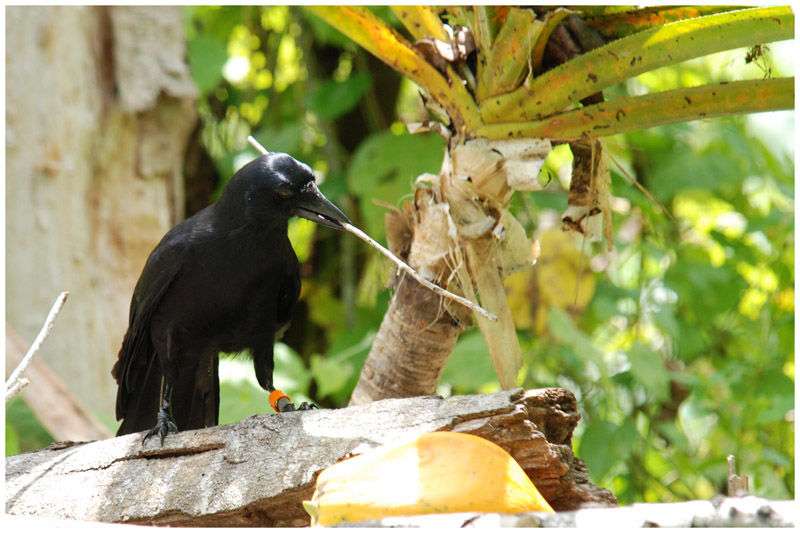 Raven z Nové Kaledonie online puzzle