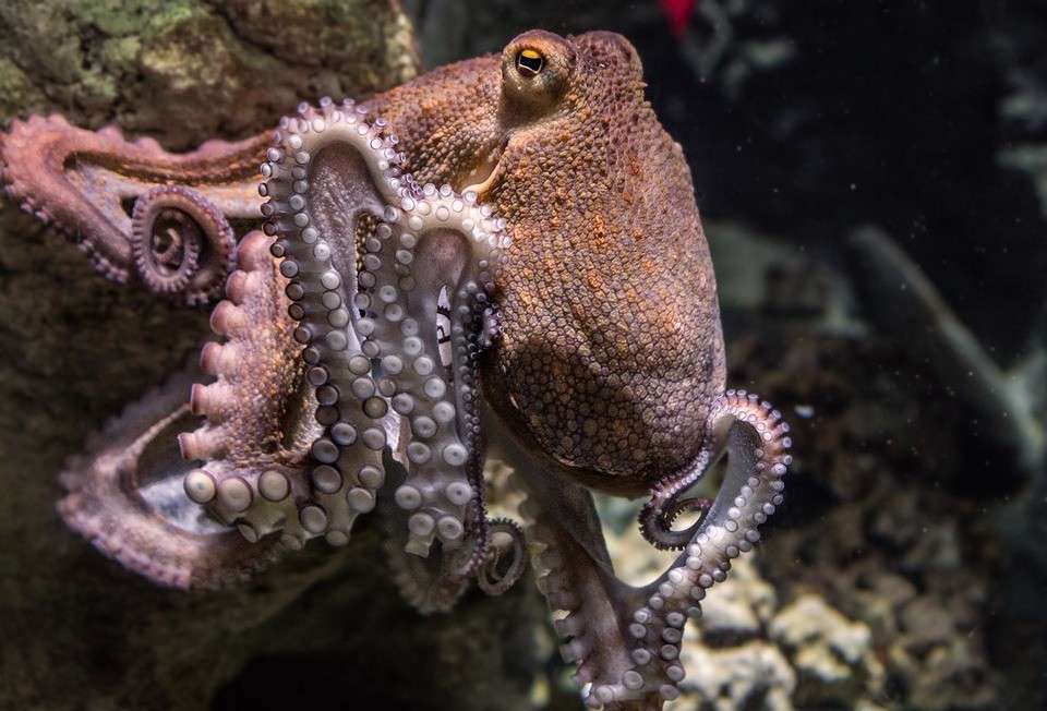 octopus online puzzel