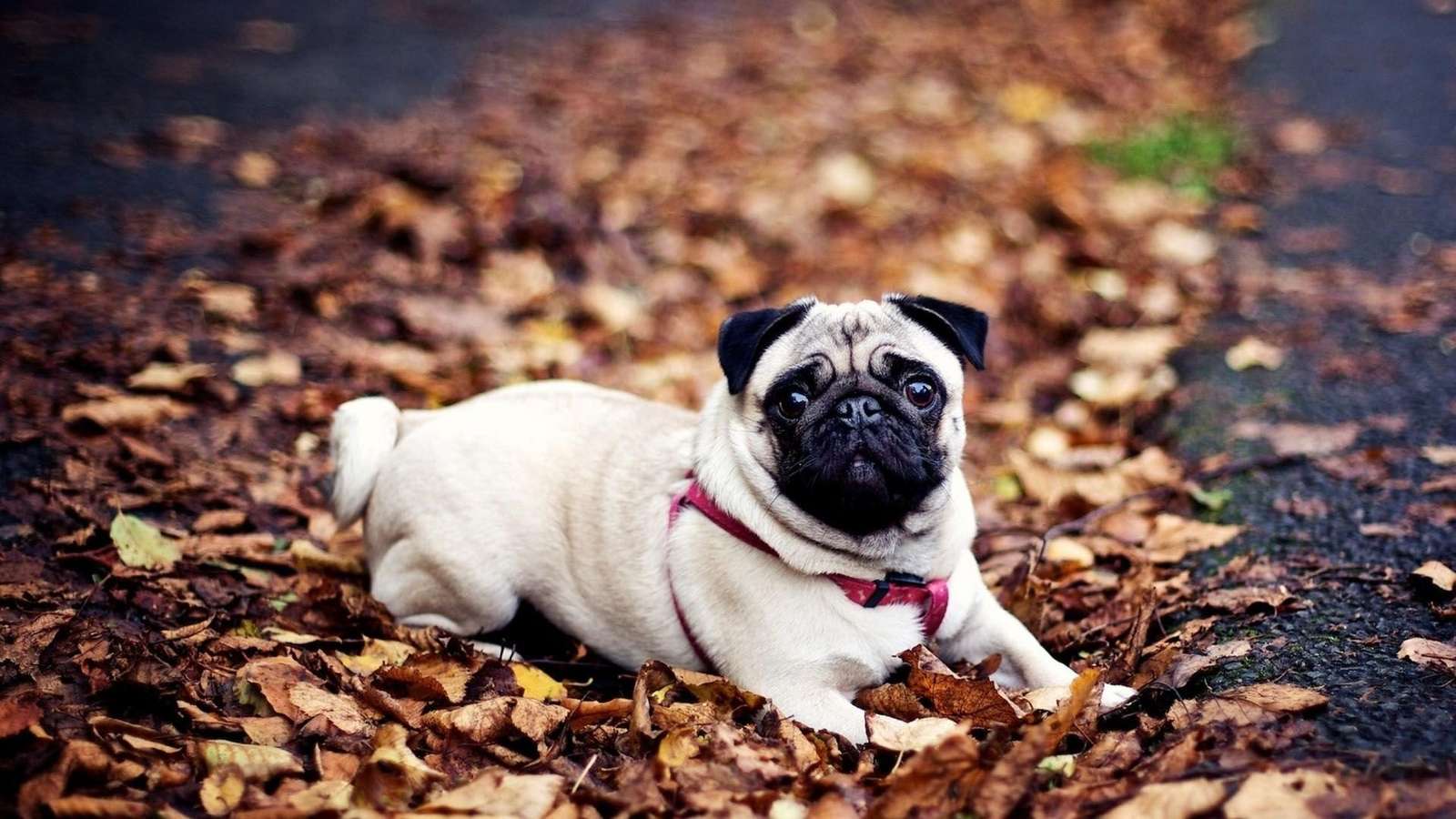 Pug in the park online puzzle