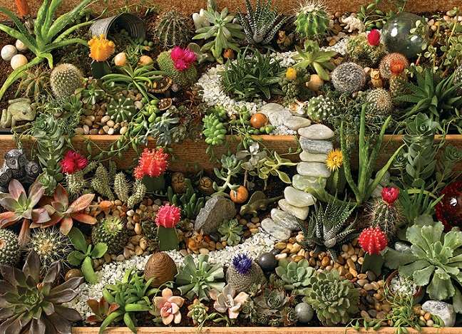 Plantes succulentes. puzzle en ligne