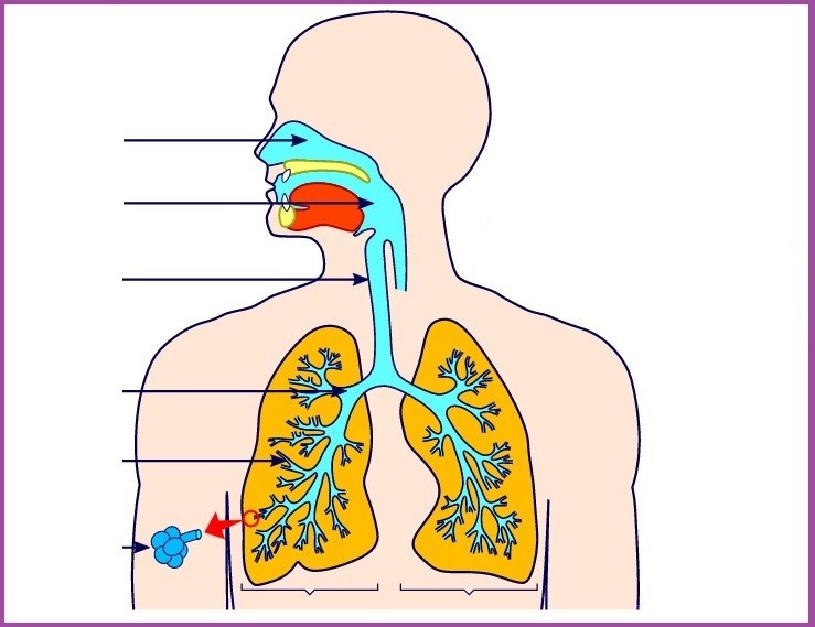 الجهاز التنفسي skládačky online