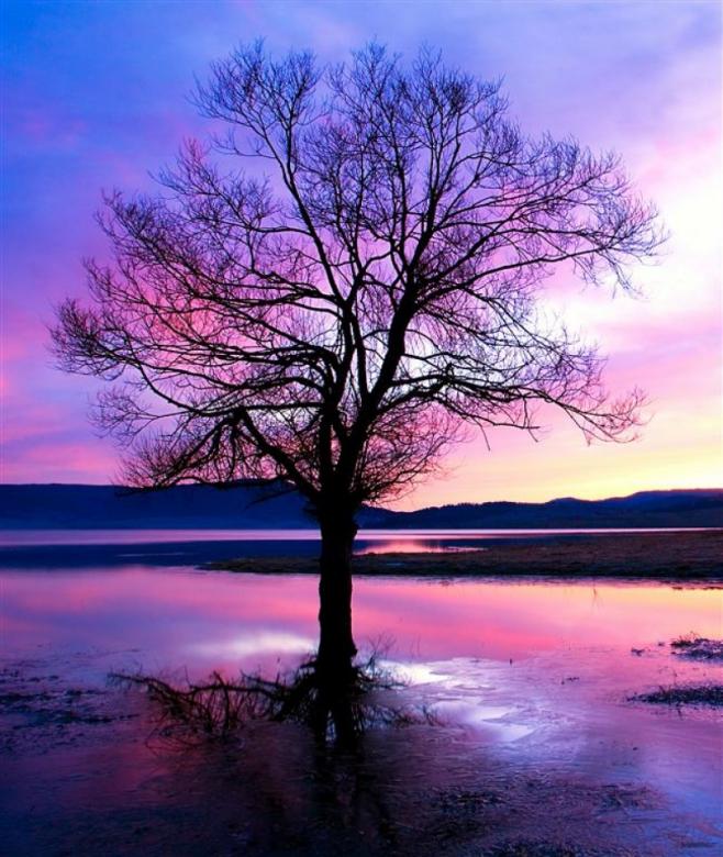 Ett träd i en vacker solnedgång. Pussel online
