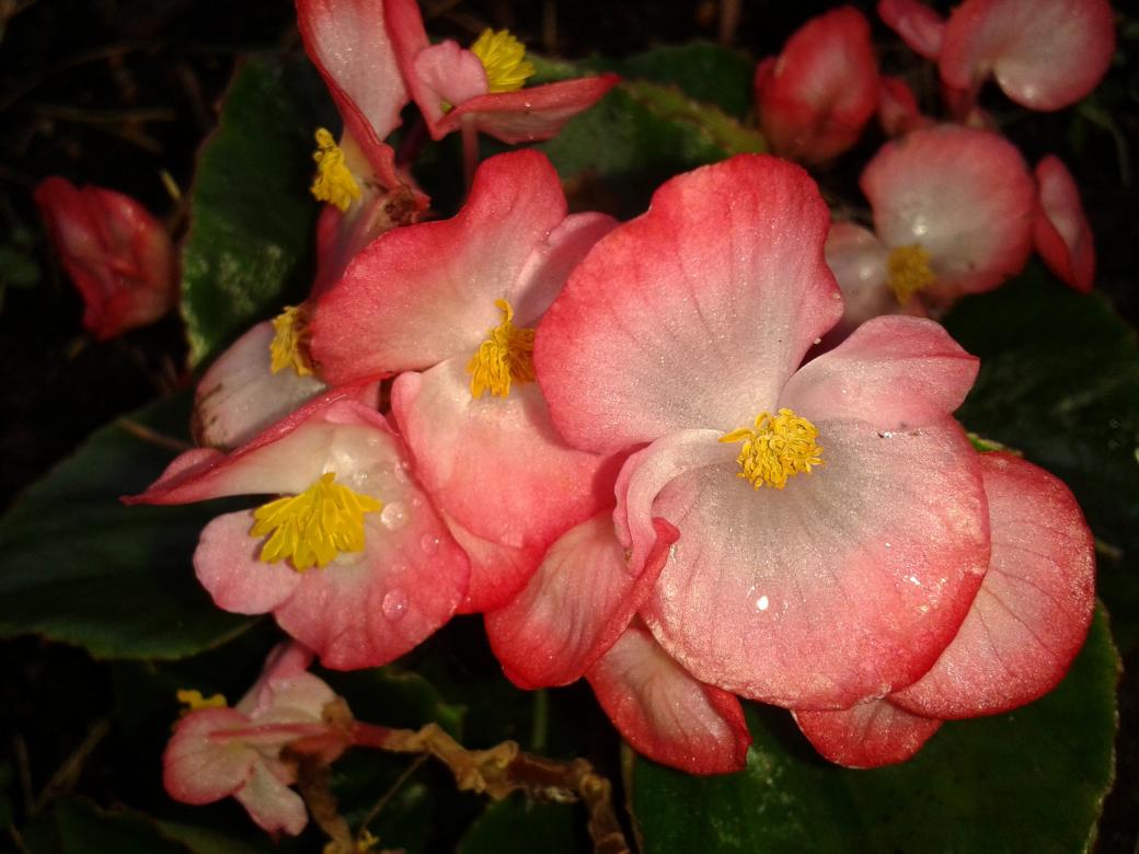 my begonias jigsaw puzzle online