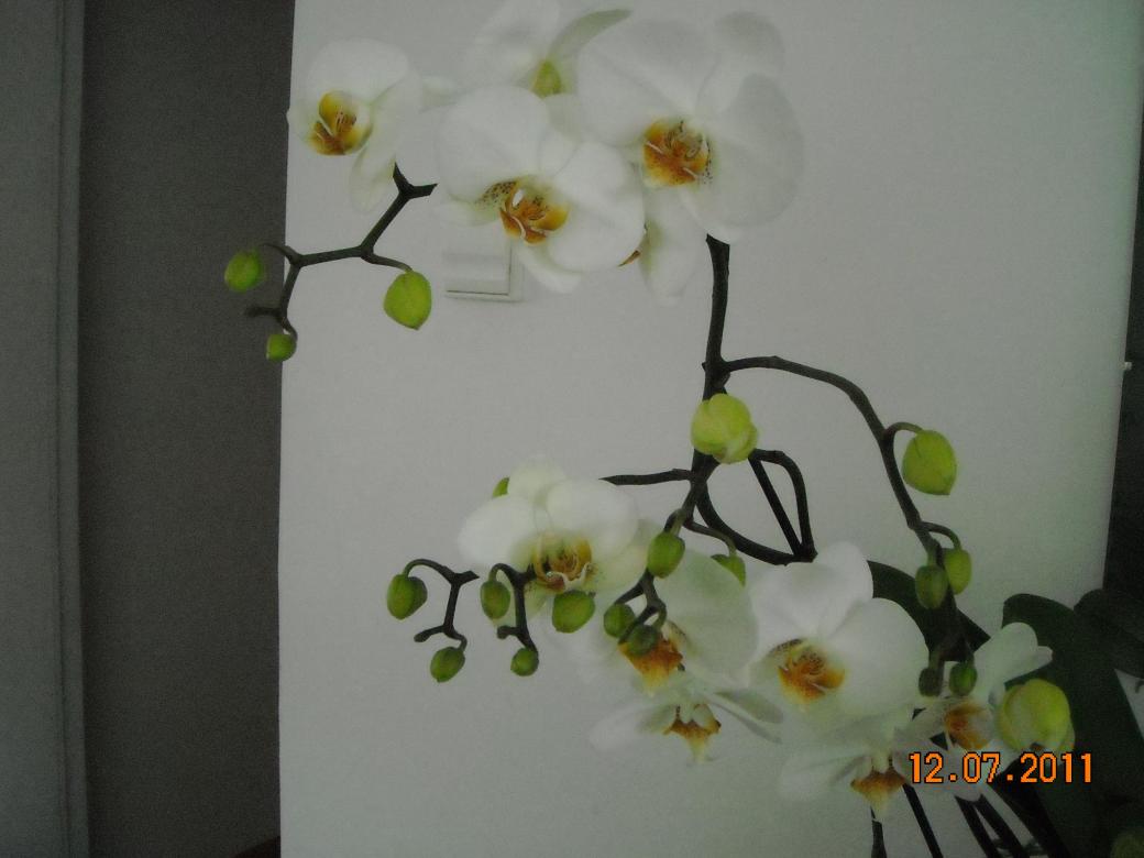 orquídea blanca rompecabezas en línea