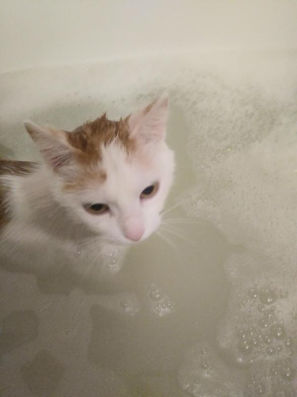 Кошеня у ванні онлайн пазл