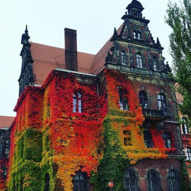 Byggnaden i Wrocław ser vacker ut Pussel online