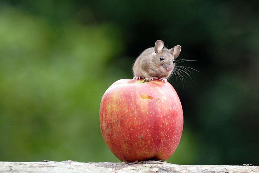 dulce ratón sobre una manzana rompecabezas en línea