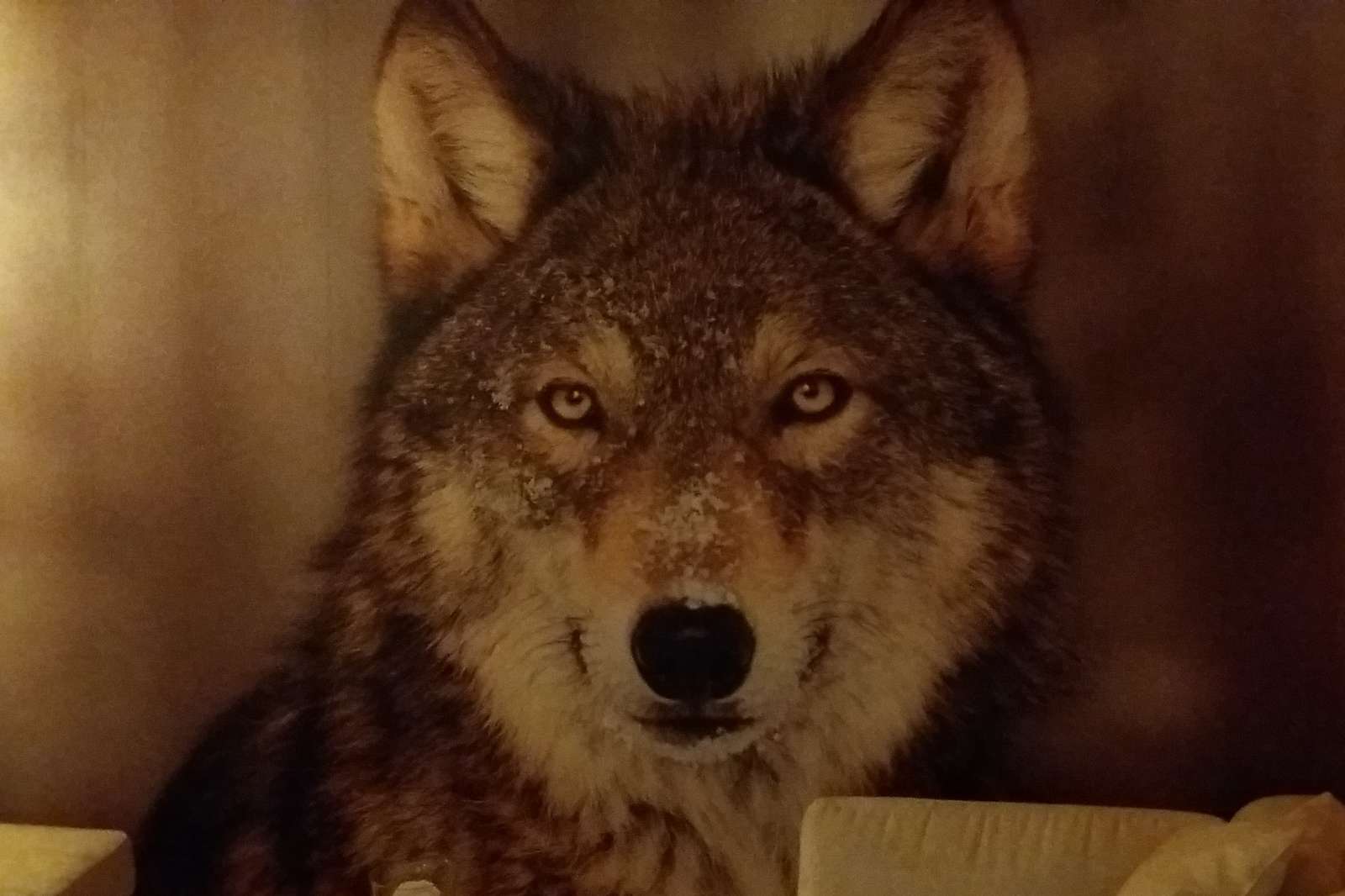 Een portret van een wolf online puzzel