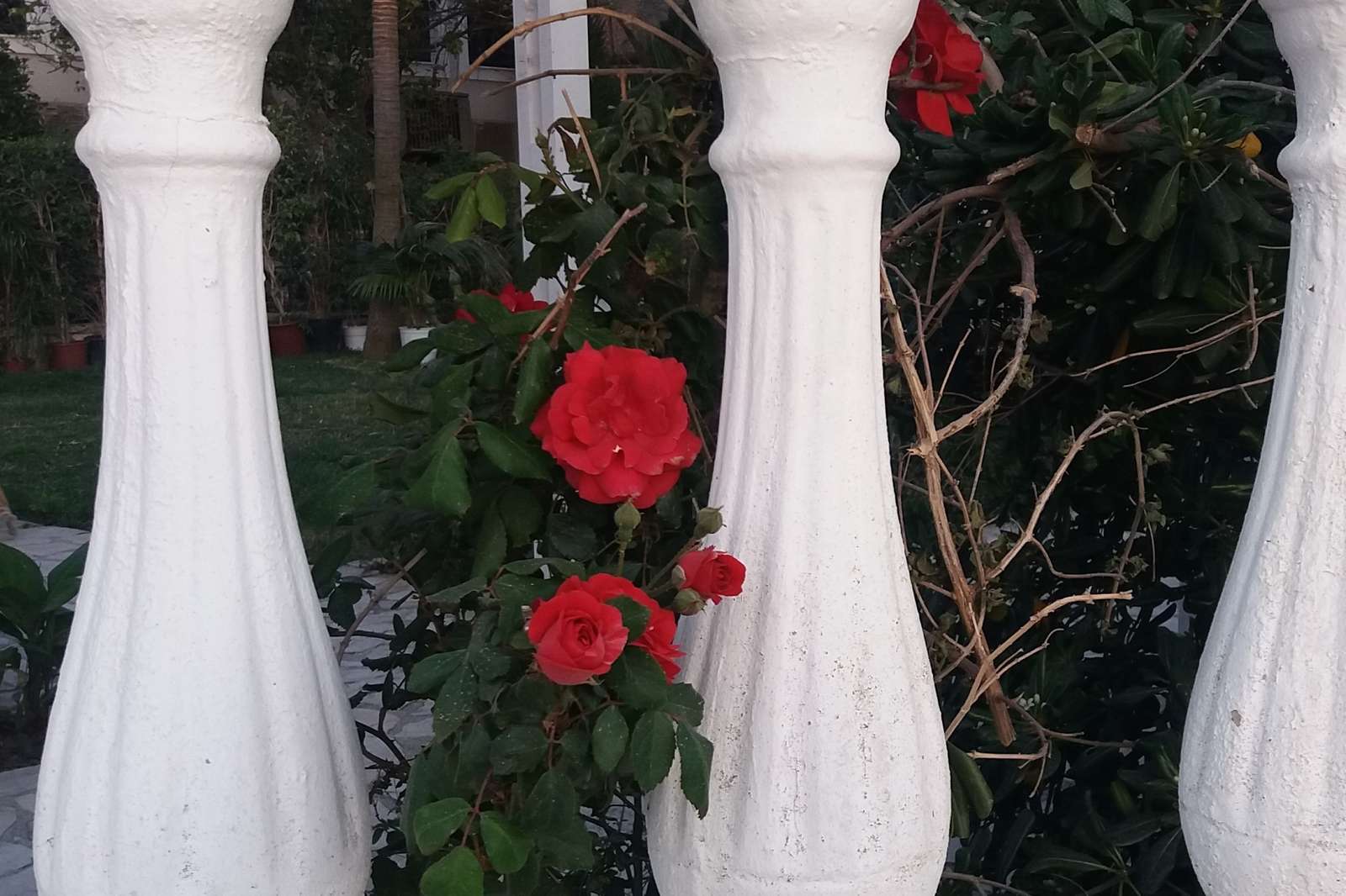 rose behind the balustrade jigsaw puzzle online