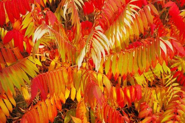 Autumn sumac. online puzzle