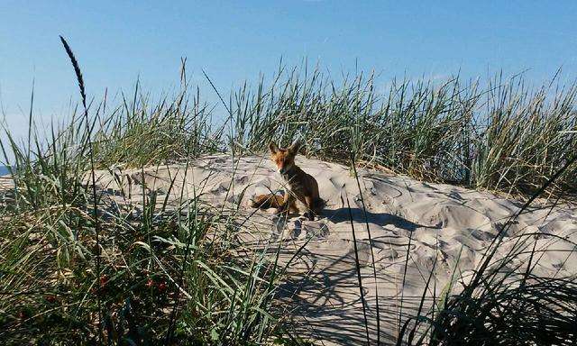 foxes on a dune jigsaw puzzle online