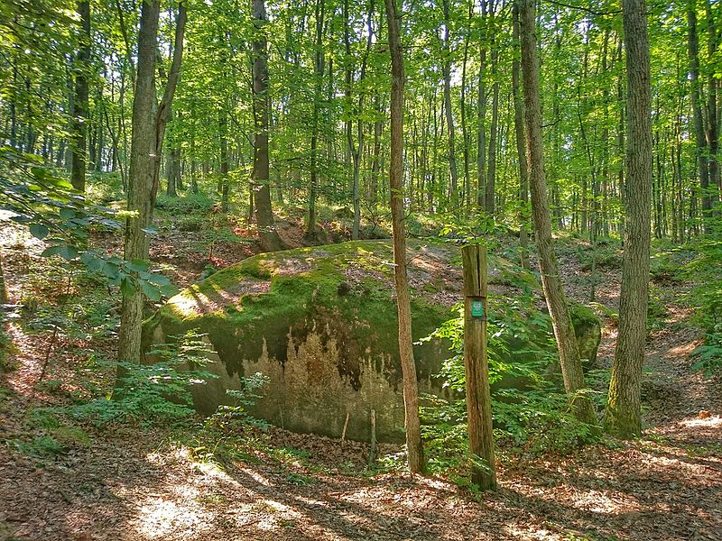 Pavimento della foresta puzzle online