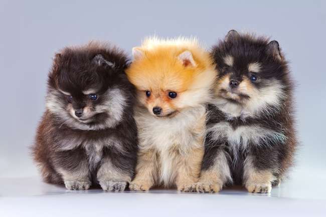 trei câini mici puzzle online