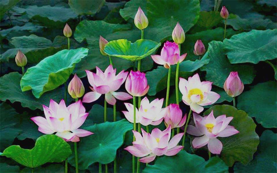 Lotus blomma. pussel på nätet