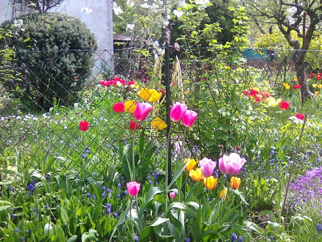 весна в саду пазл онлайн