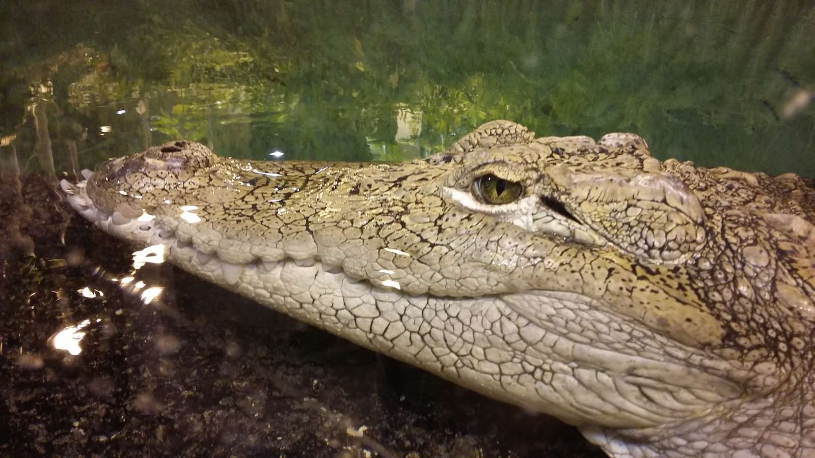 Krokodil im Breslauer Zoo Online-Puzzle