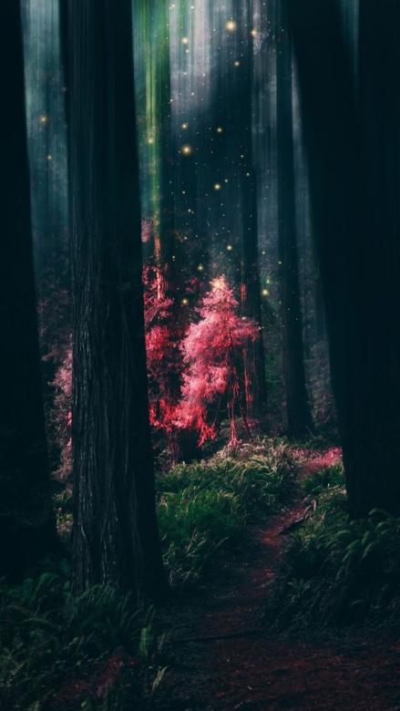tajemný les skládačky online