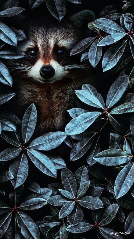 oh racoon puzzle online