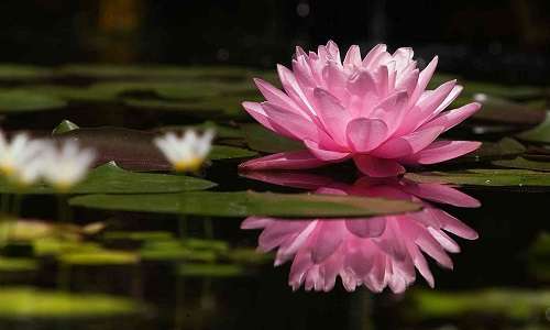 Floare de lotus jigsaw puzzle online