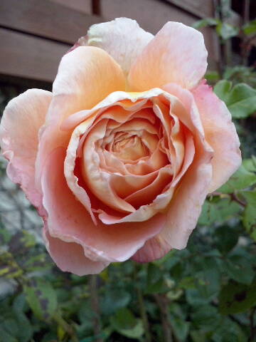 en ros i min trädgård Pussel online