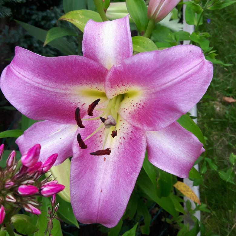 pink lily online puzzle