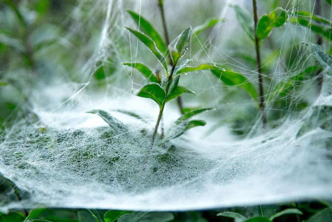 cobweb on leaves jigsaw puzzle online