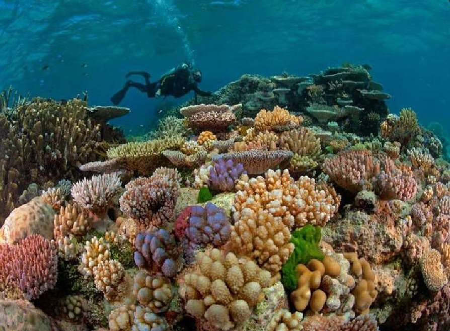 Great Barrier Reef online puzzle