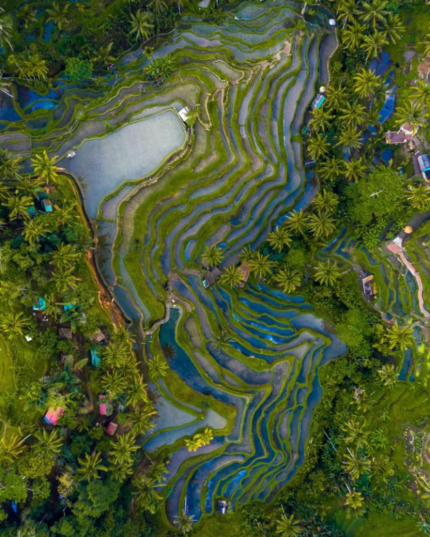 Terrazas de arroz en Bali. rompecabezas en línea