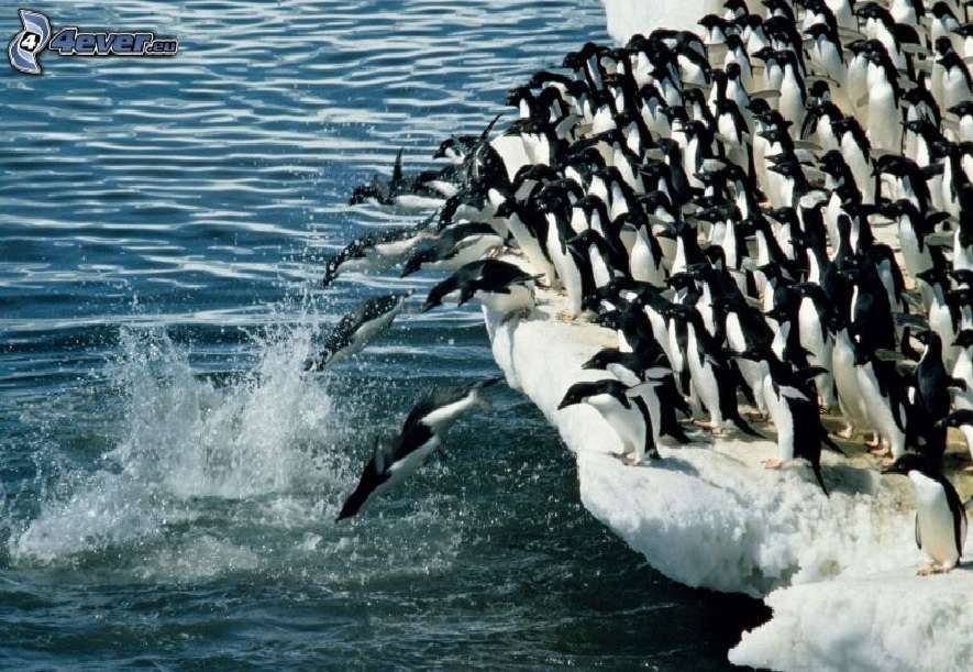 tučňáci online puzzle