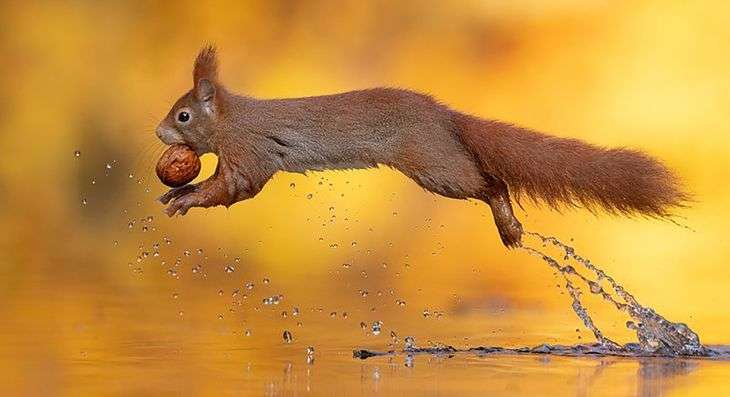 Eichhörnchen im Flug. Puzzlespiel online