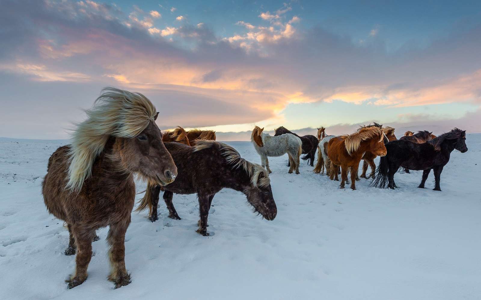 Исландские лошади пазл онлайн