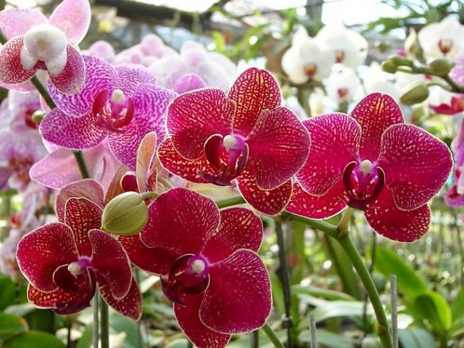 Orquídeas. rompecabezas en línea