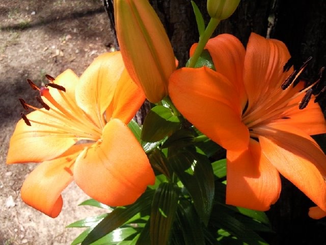 Krásné oranžové lilie skládačky online