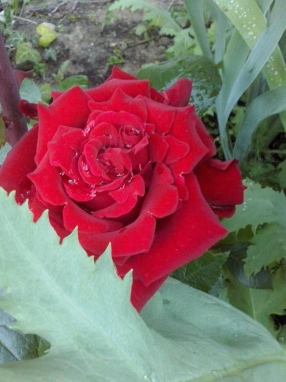 trandafir roșu jigsaw puzzle online
