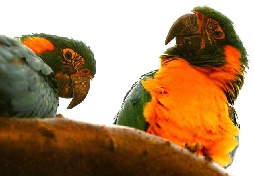 Színes papagájok kirakós online