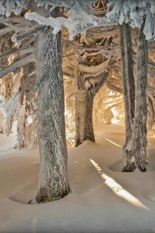 Zima v lese online puzzle