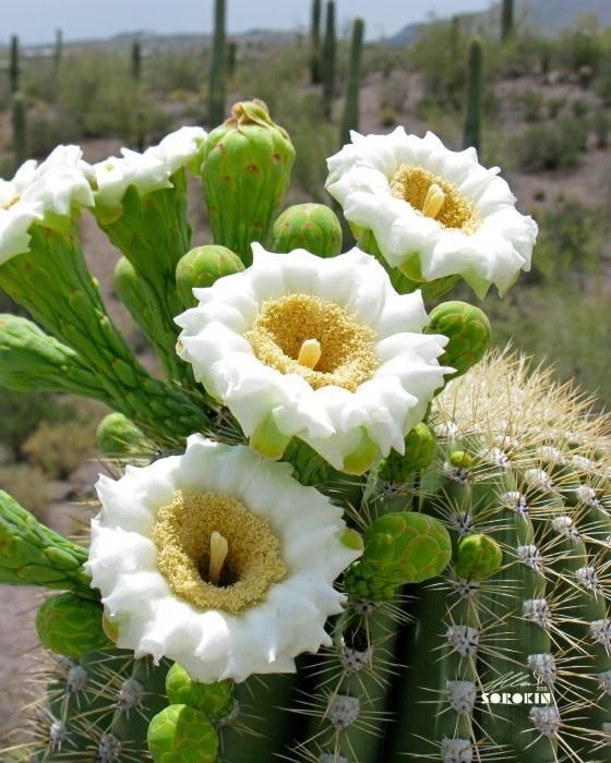 Cactus. Pussel online