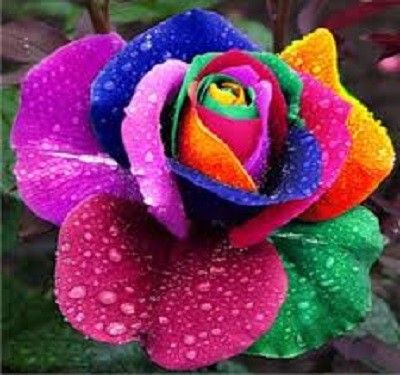 färgglad blomma Pussel online