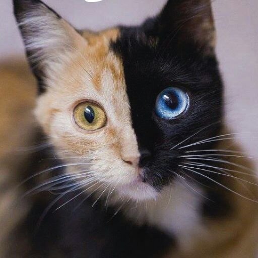 kétoldalas macska kirakós online