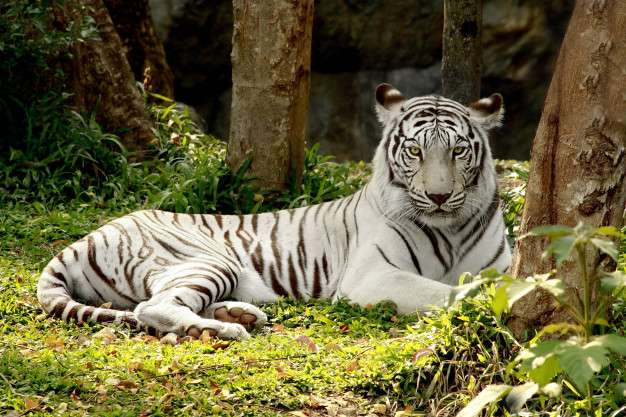 Білий бенгальський тигр пазл онлайн