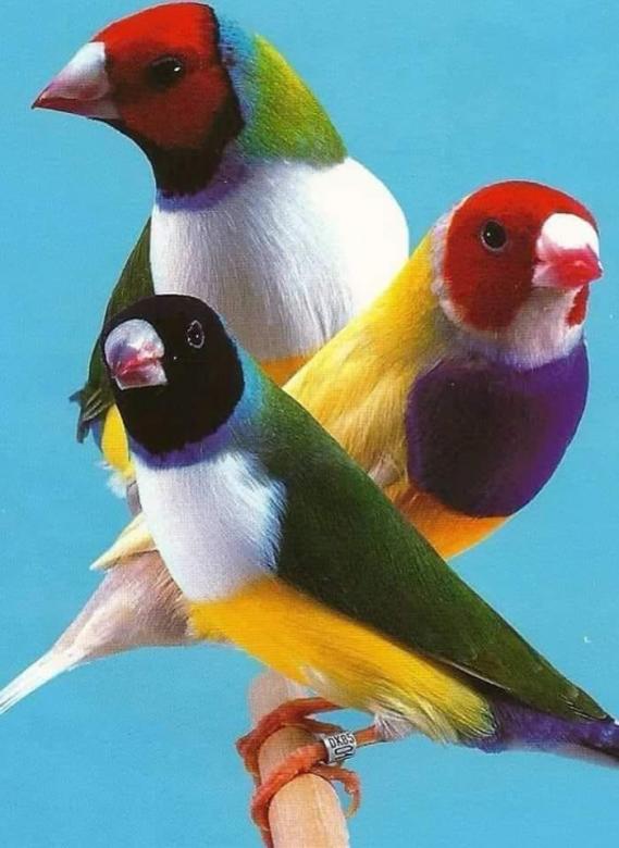 barevné ptáky skládačky online