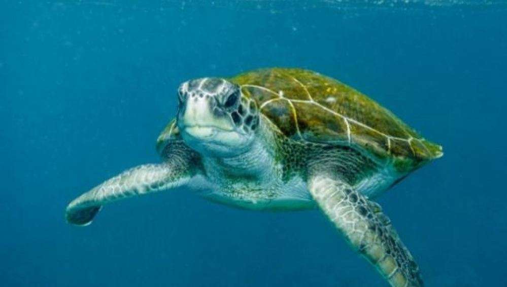 είναι μια θαλάσσια χελώνα παζλ online