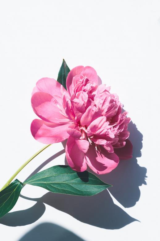 Fleur rose puzzle en ligne