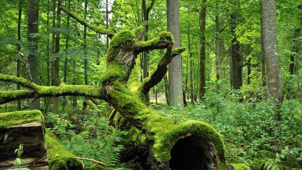 Polské lesy a stromy online puzzle
