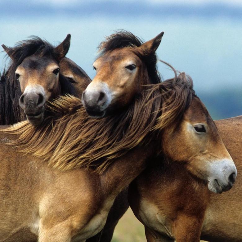 Vackra hästar. pussel